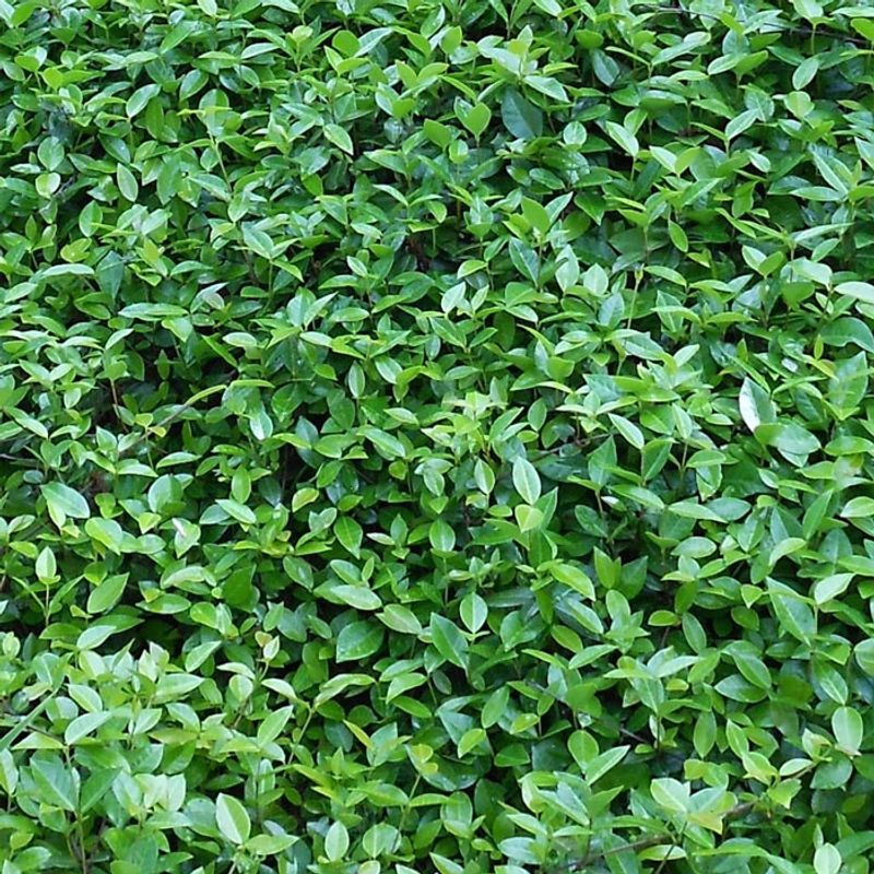 Asiatic Jasmine