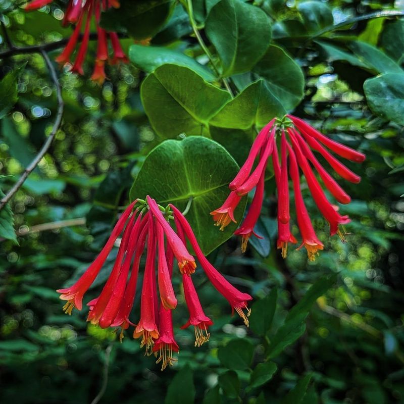 Coral Honeysuckle Vines With Native Grace