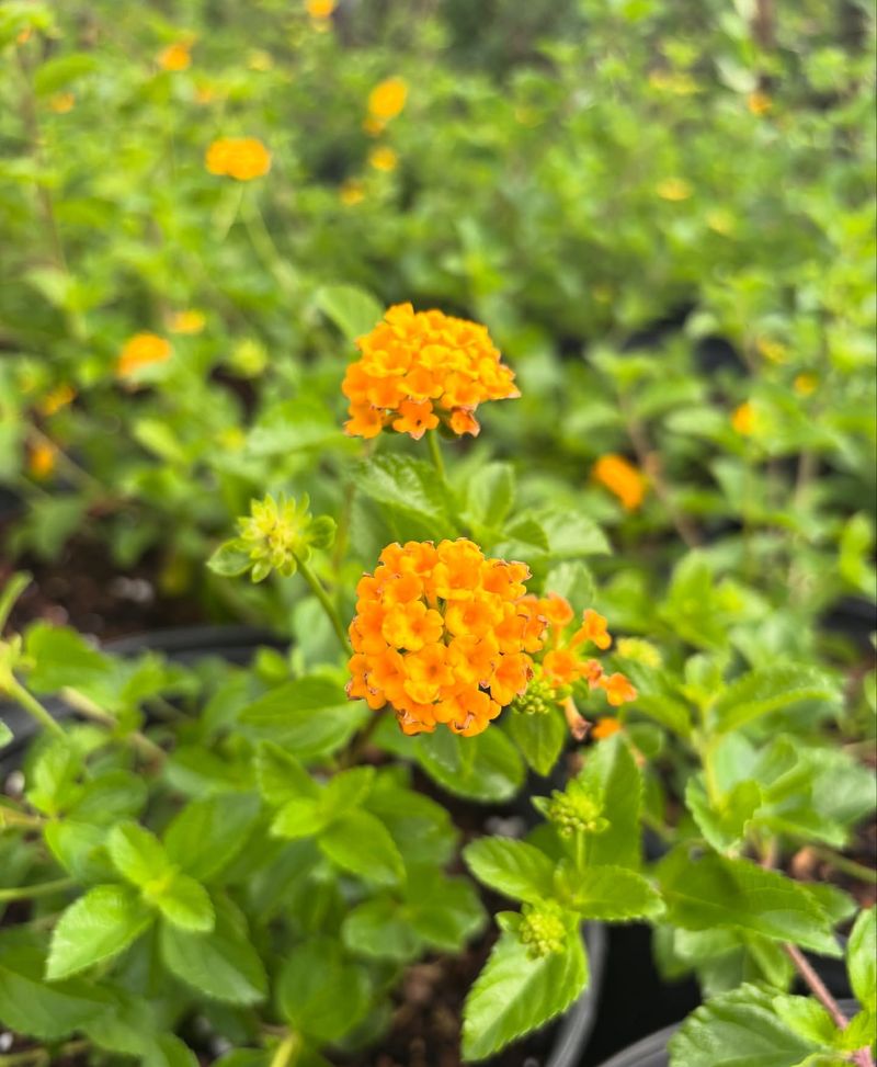 Lantana