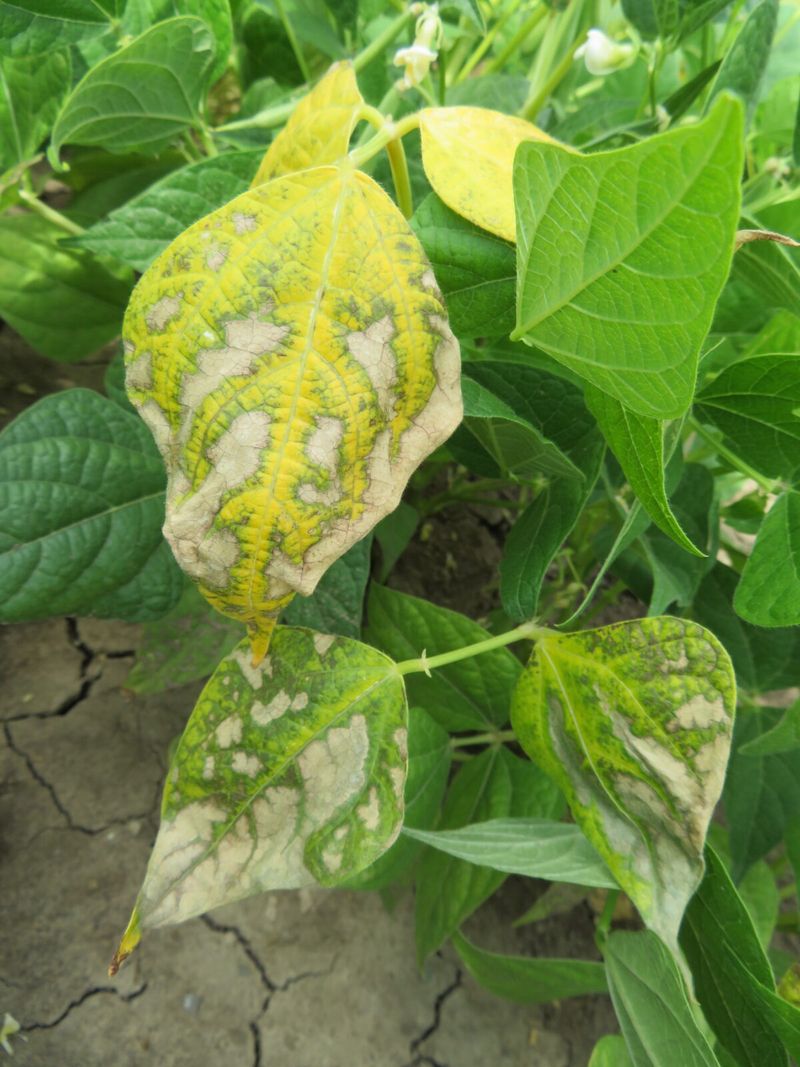 Bacterial Blight Invasion