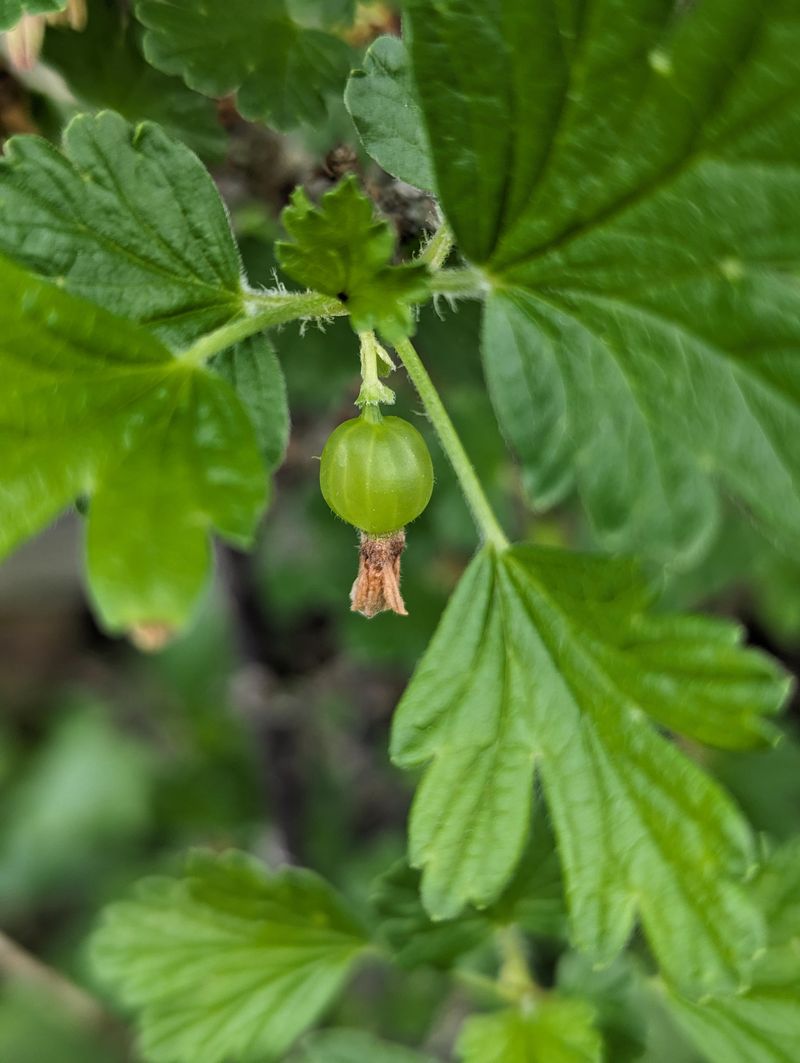 Gooseberries