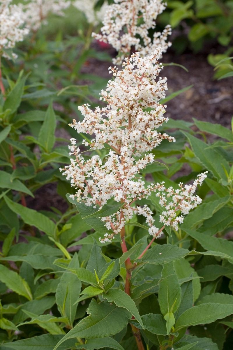 Giant Fleeceflower