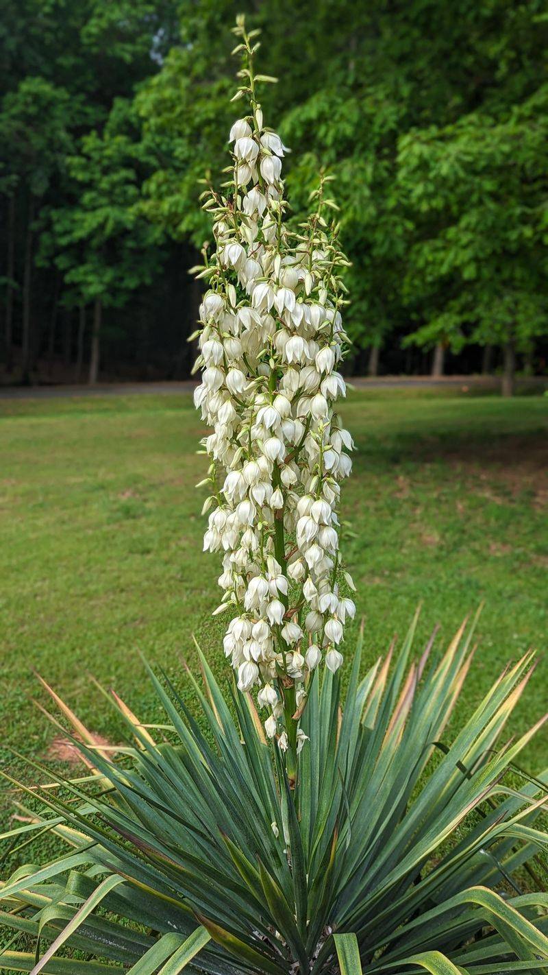 Yucca: Architectural Desert Sentinels