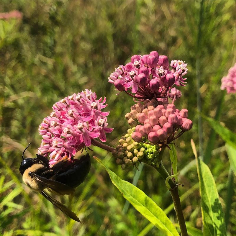 Milkweed