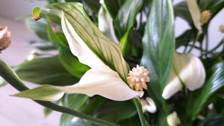 peace lily