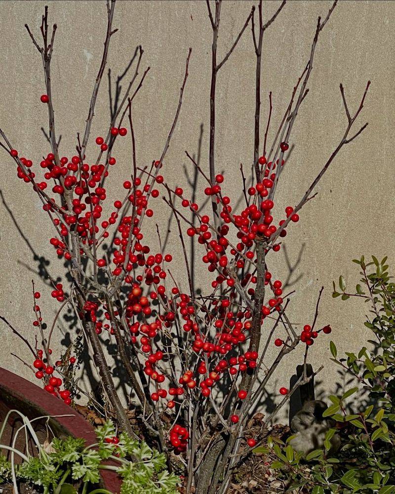 Winterberry