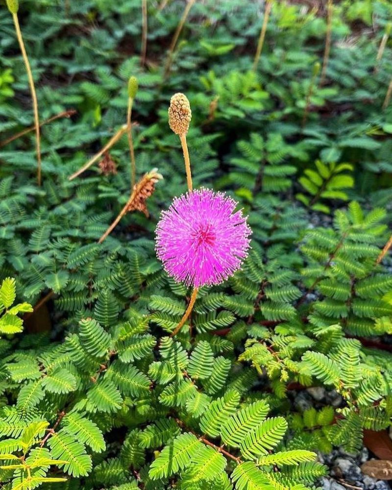 Powderpuff Mimosa