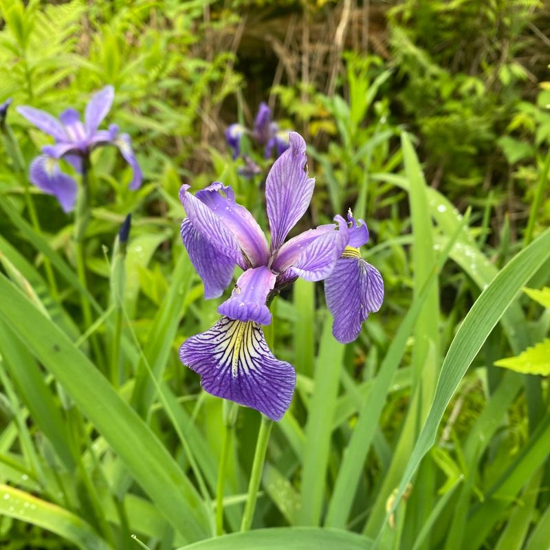 Iris