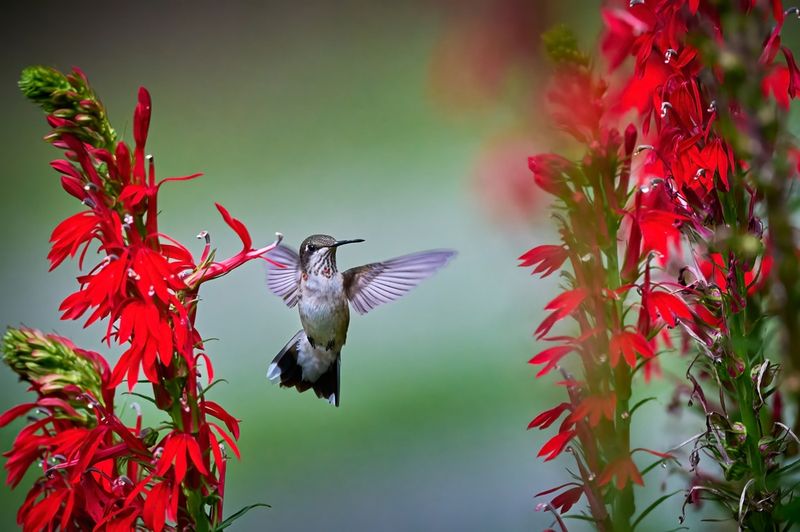 Cardinal Flower