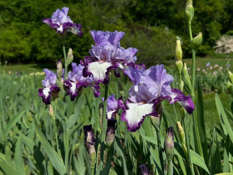 Iris