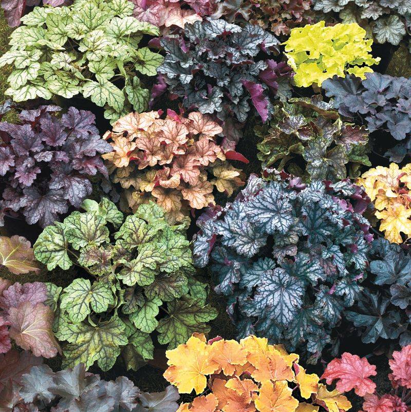 Coral Bells: Colorful Foliage All Season