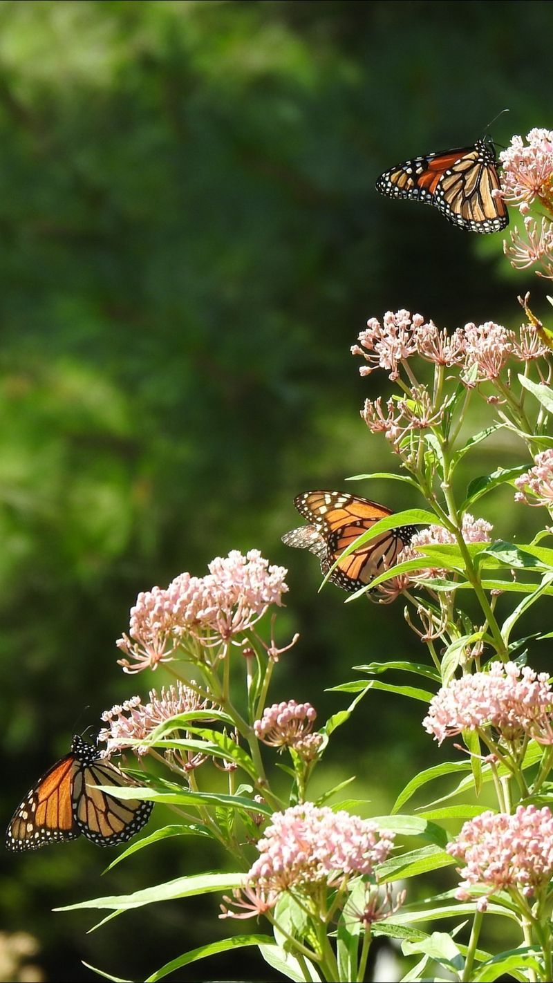 Milkweed (Asclepias)