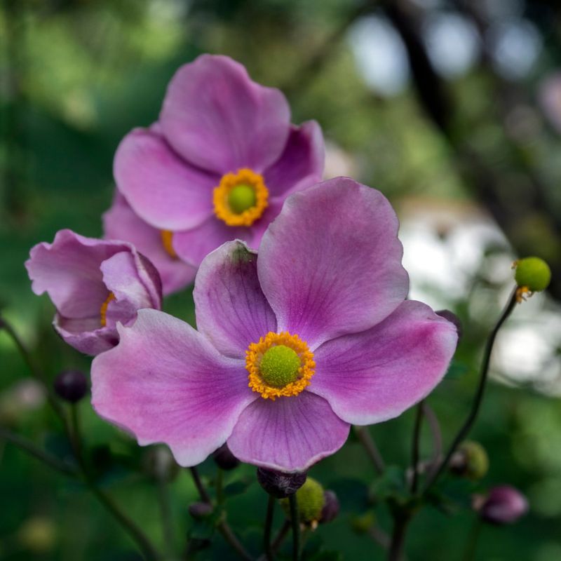 Japanese Anemone