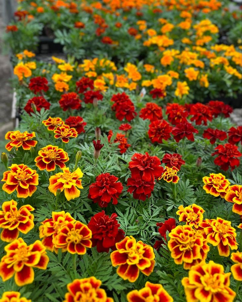 Marigolds: Pest-Repelling Pollinator Favorites
