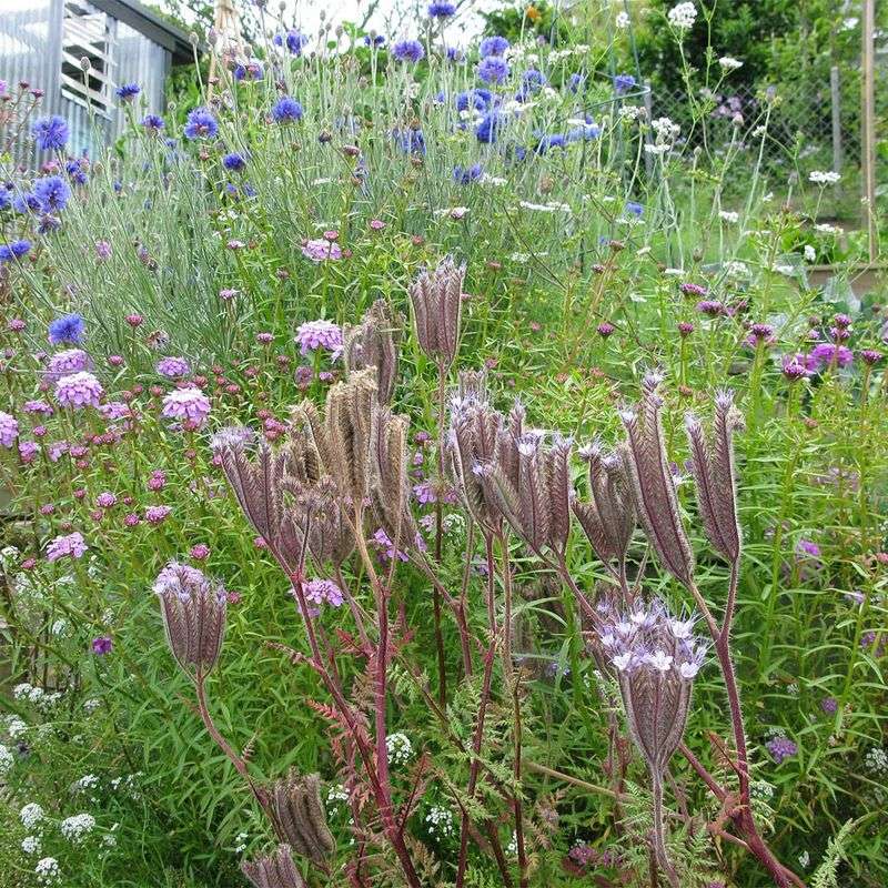 Phacelia: Fast-Growing Bee Magnet