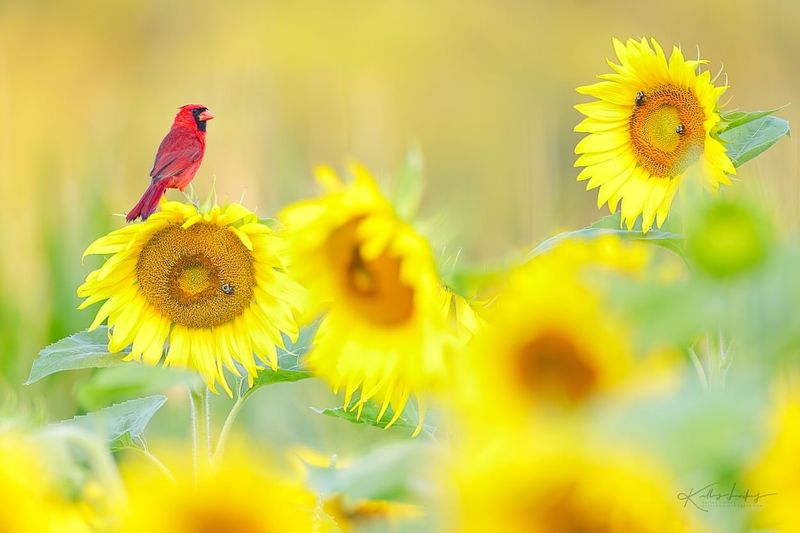 Bird-Watching From Your Doorstep