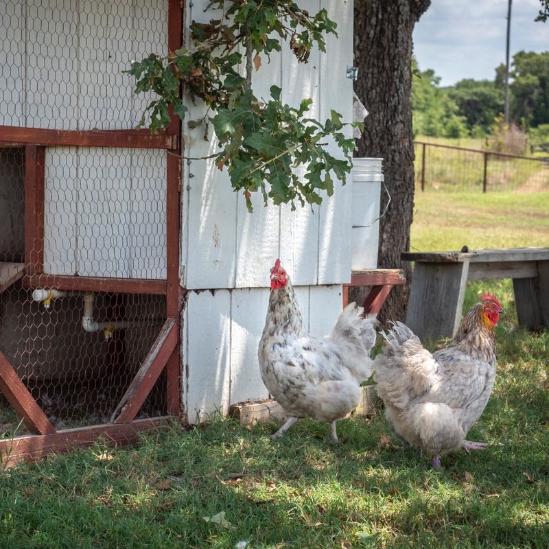 Unapproved Livestock or Poultry