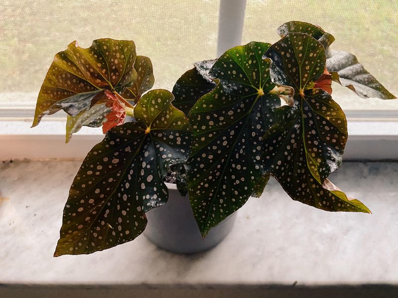 Lucerna Begonia