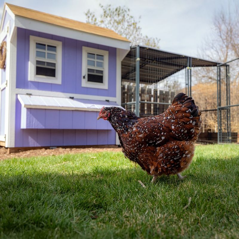 Chickens Beyond Allowed Limits