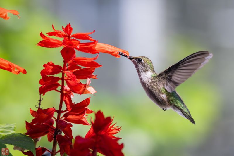 Red Signals Safe, Non-Toxic Nectar