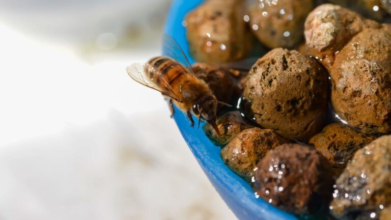 bee on a watering station