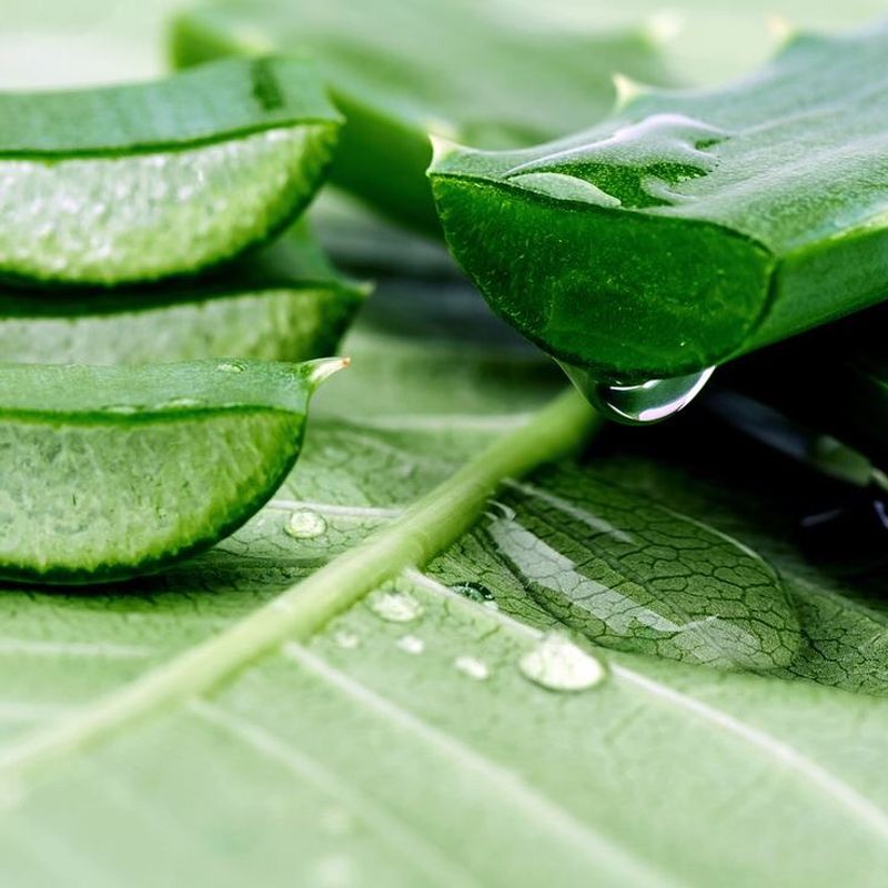Aloe Vera - The Soothing Healer