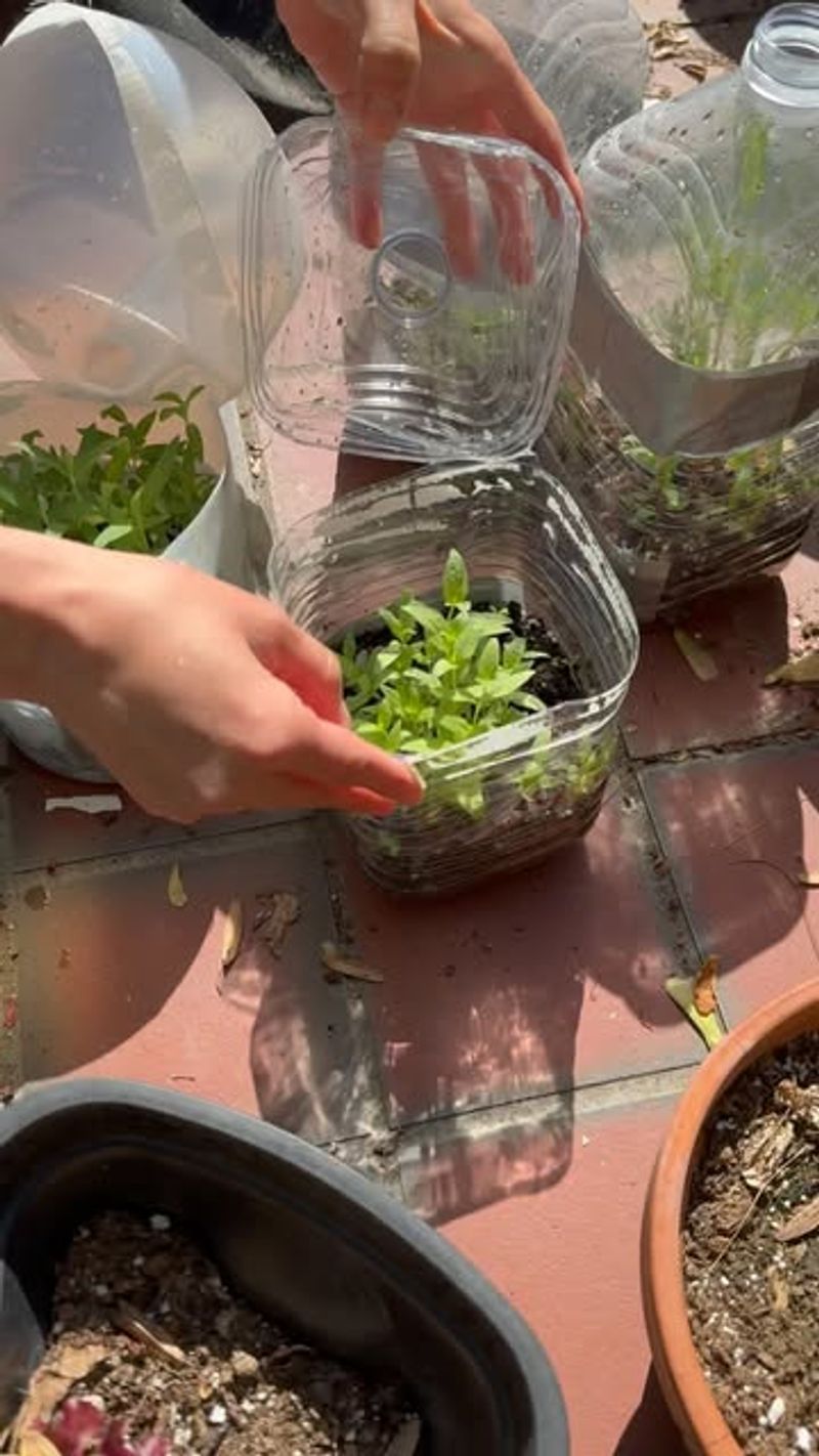 Cilantro