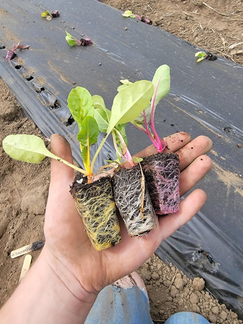 Swiss Chard