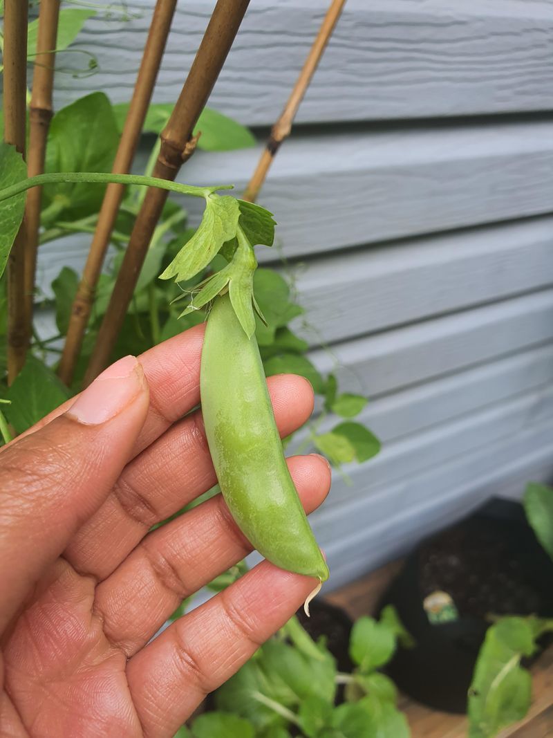 Peas