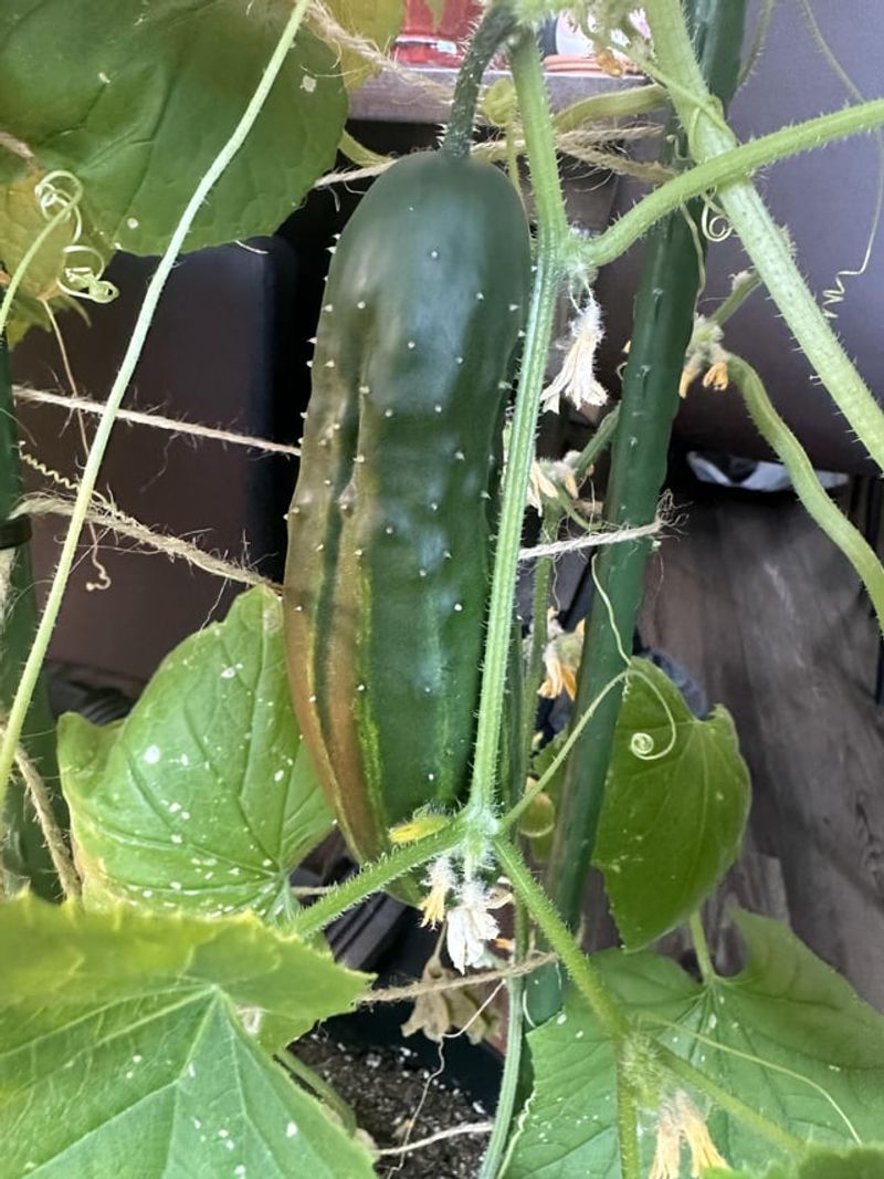 Cucumbers
