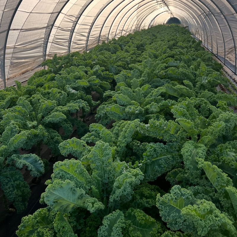 Kale