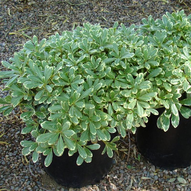 Pittosporum