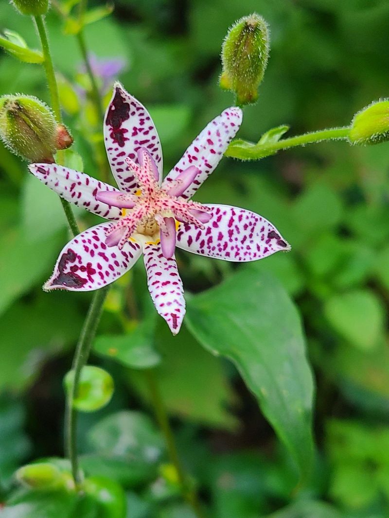 Toad Lily