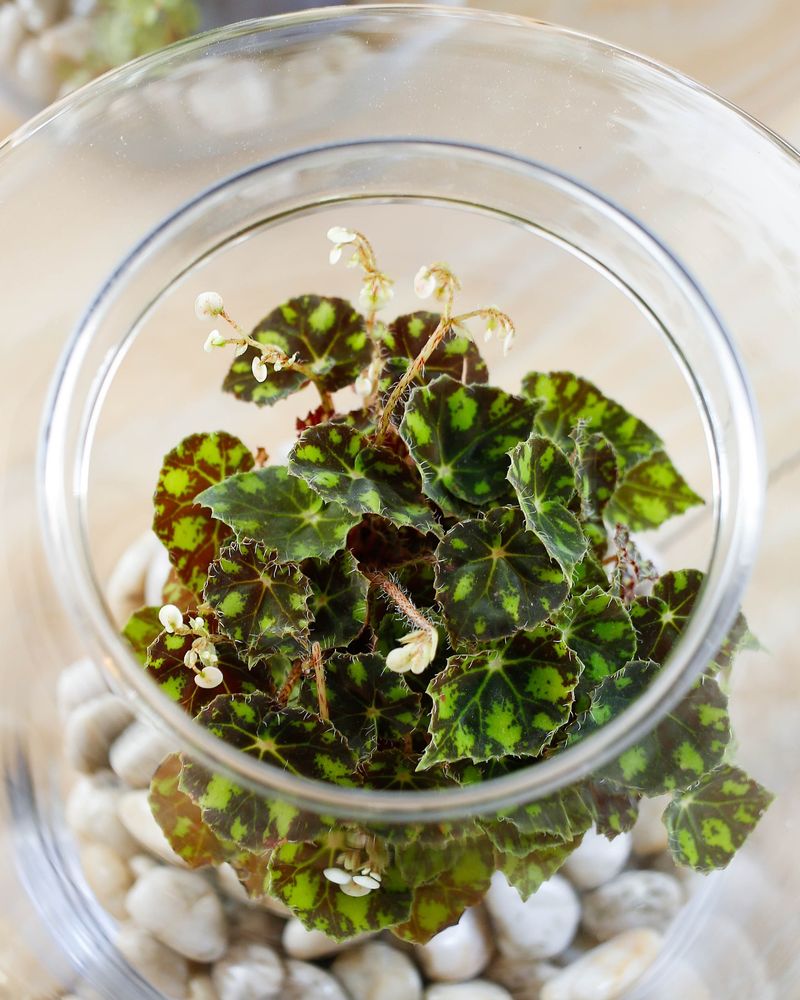 Tiger Paws Begonia