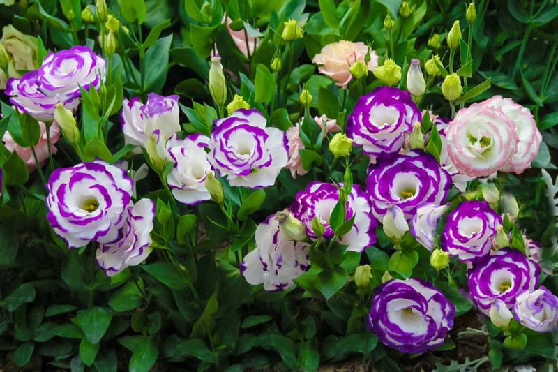 Lisianthus