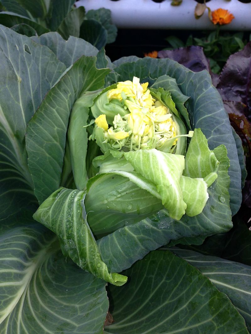 Cabbages