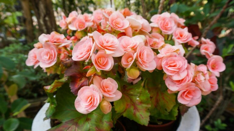 begonias