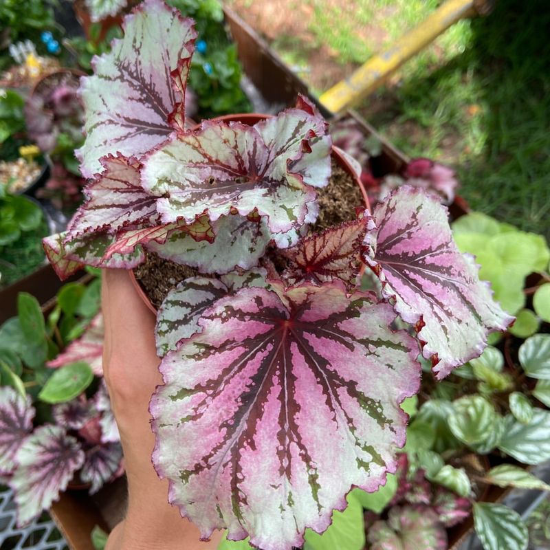 Rex Begonia