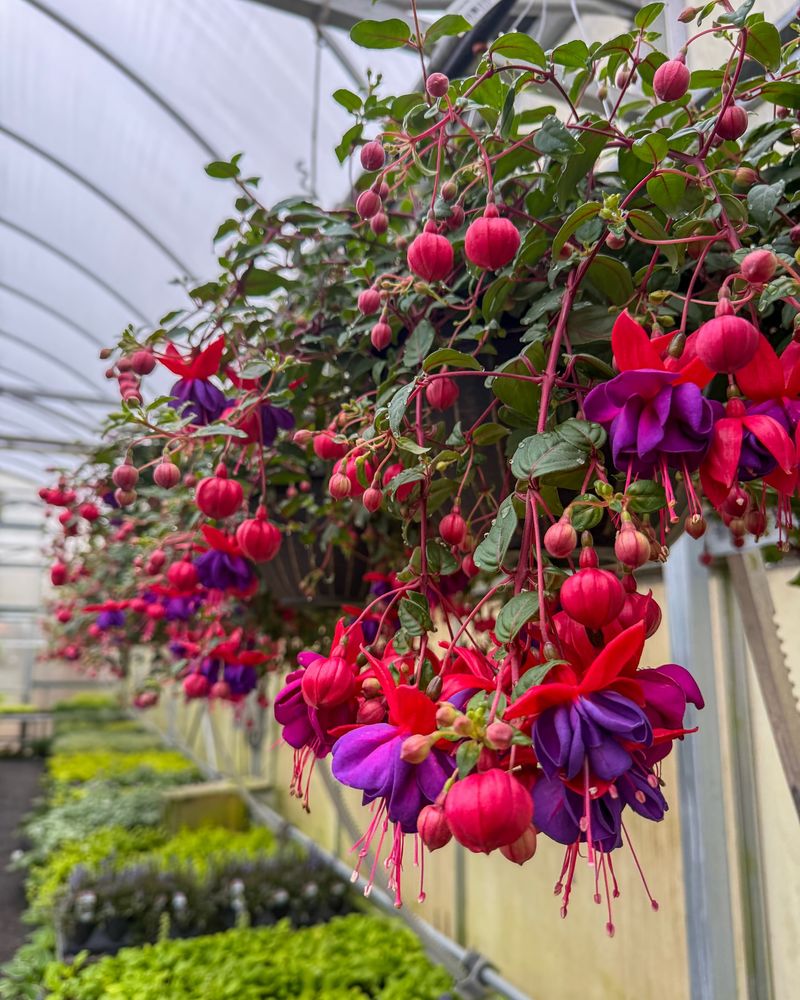 Fuchsia: Hanging Beauty For Sheltered Spots