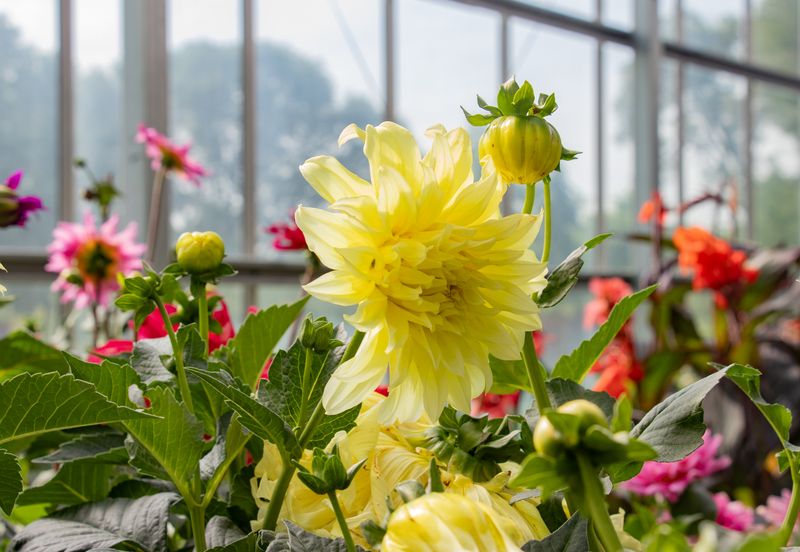 Dahlias: The Late Summer Showstoppers