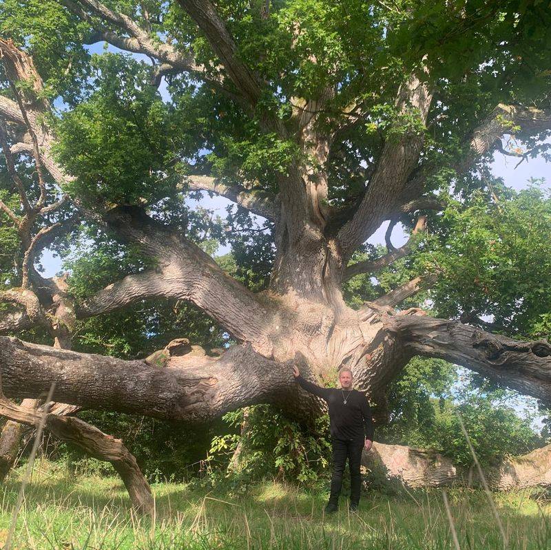 Oak: The King's Sacred Tree