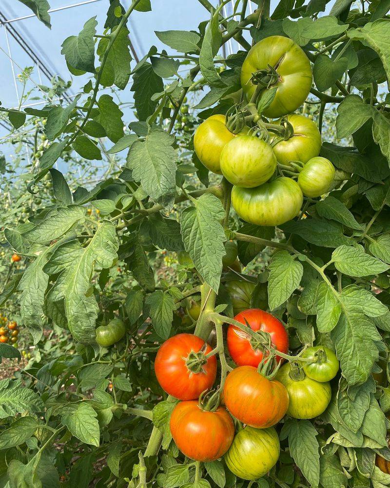Micronutrient Source