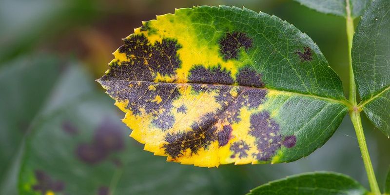 Photosynthesis Capacity Reduction