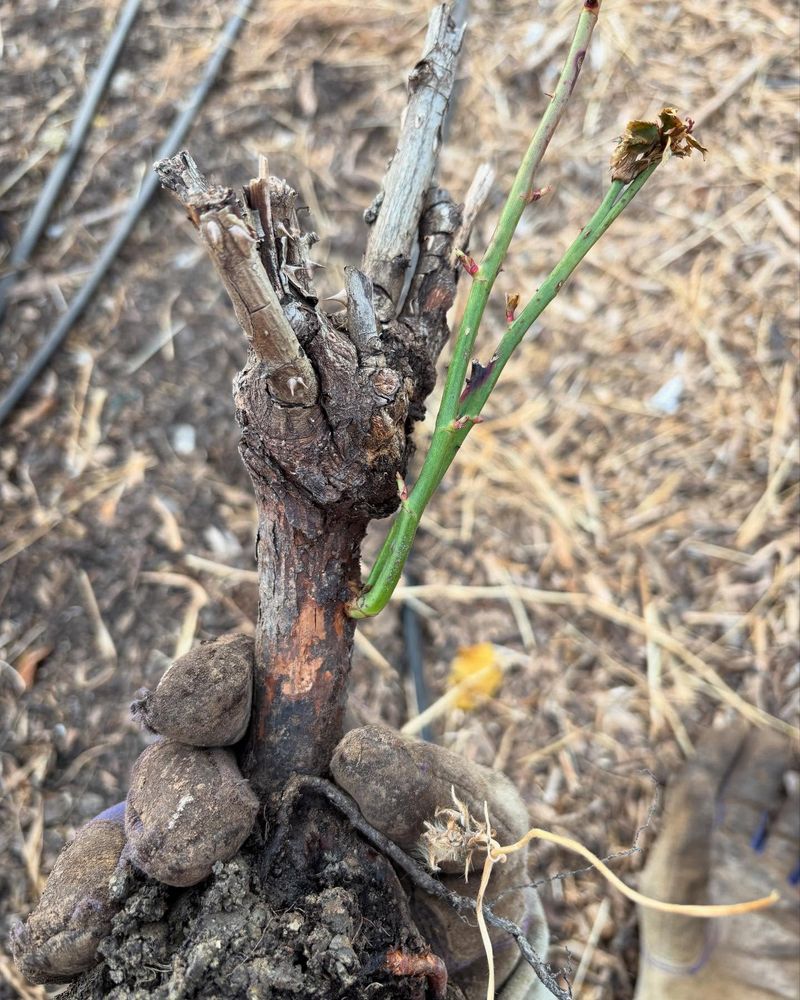 Root System Stress Increase