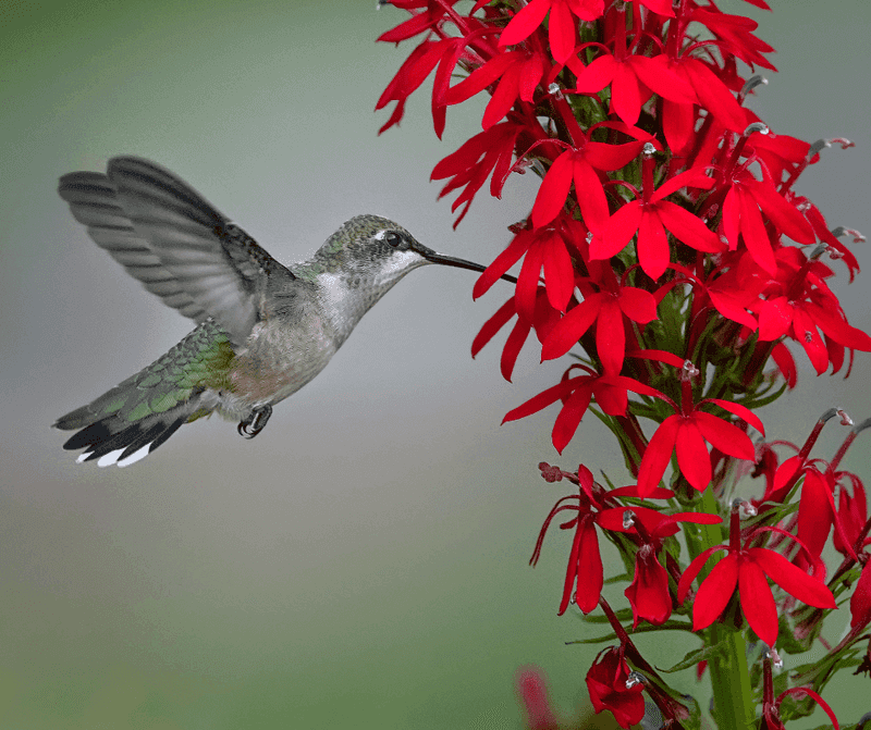 Hummingbirds