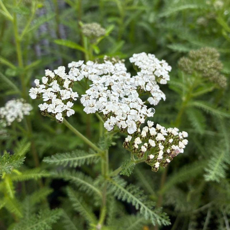 Yarrow