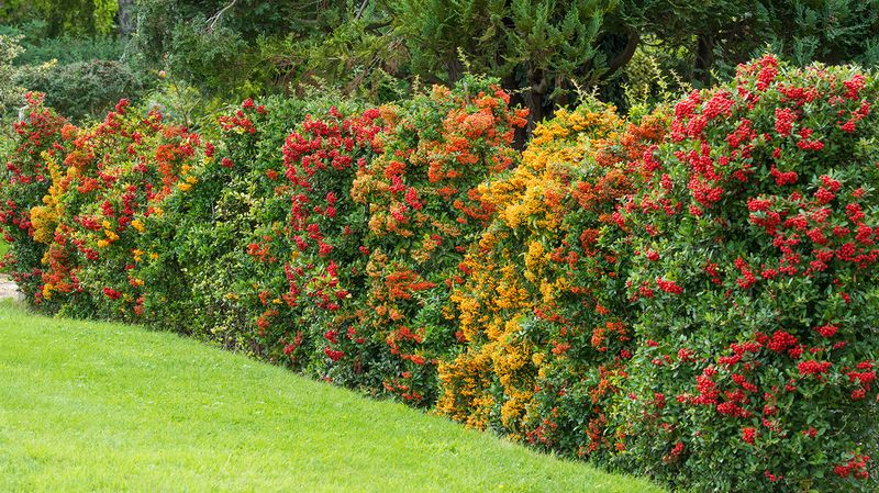 Firethorn (Pyracantha)