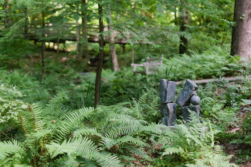 Fern Glades For Shady Spots