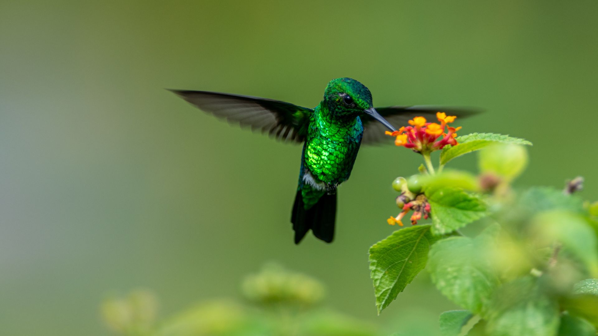 17 Best Container Plants To Invite Hummingbirds To Your Yard (Plus Tips To Keep Them Coming)