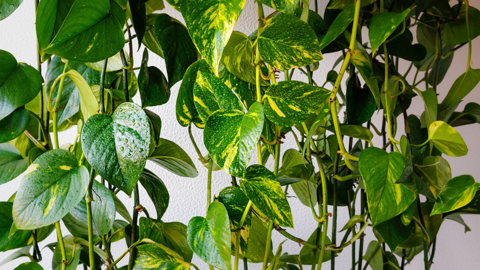 Best Fast-Growing Indoor Plants